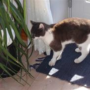 Blanding af racer GråMissen <3