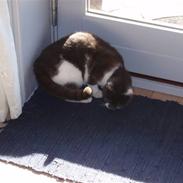 Blanding af racer GråMissen <3