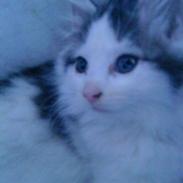 Norsk Skovkat Høgerstedets Chivo