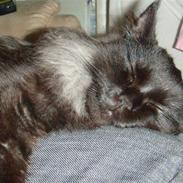 Norsk Skovkat Viktor