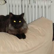 Norsk Skovkat Viktor