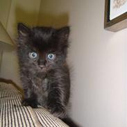 Norsk Skovkat Viktor