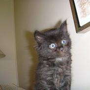 Norsk Skovkat Viktor