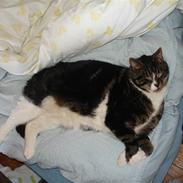 Blanding af racer Spidi