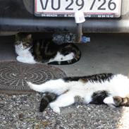 Blanding af racer Spidi