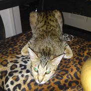 Ocicat bacon