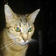 Ocicat bacon