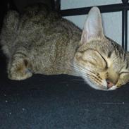 Ocicat bacon