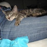 Norsk Skovkat /huskat Felina<3*MIN*