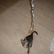 Norsk Skovkat /huskat Felina<3*MIN*