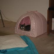 Norsk Skovkat /huskat Felina<3*MIN*