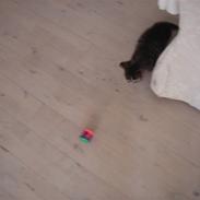 Norsk Skovkat /huskat Felina<3*MIN*