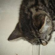 Norsk Skovkat /huskat Felina<3*MIN*