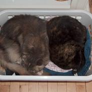 Maine Coon Cocio Van Gogh