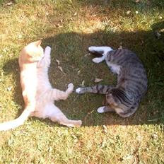 Blanding af racer Mulle mis