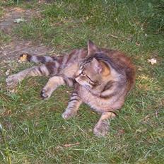 Blanding af racer Bamse