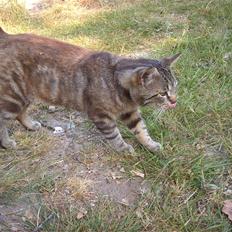 Blanding af racer Bamse