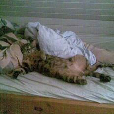 Blanding af racer Bamse