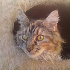 Maine Coon Katara ** Solgt **