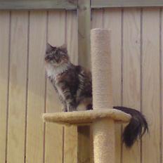 Maine Coon Katara ** Solgt **