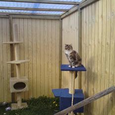 Maine Coon Katara ** Solgt **