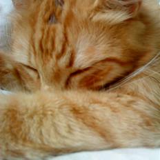 Blanding af racer Garfild/Miv