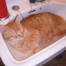 Blanding af racer Garfild/Miv