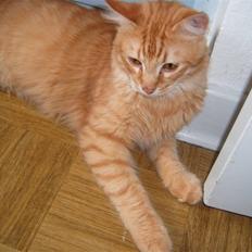 Blanding af racer Garfild/Miv