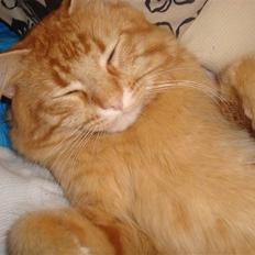 Blanding af racer garfield