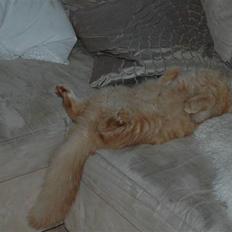 Blanding af racer garfield