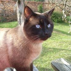 Blanding af racer Karl