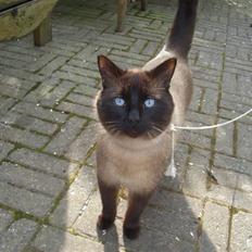 Blanding af racer Karl