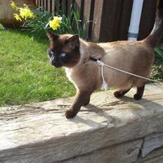 Blanding af racer Karl