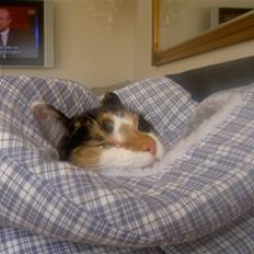 Blanding af racer coco