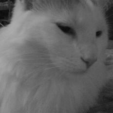 Maine Coon Fået nyt hjem </3