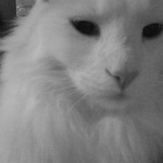 Maine Coon Fået nyt hjem </3