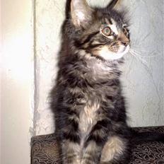 Maine Coon *SOLGT* Baily   25.10.