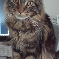 Maine Coon *SOLGT* Baily   25.10.