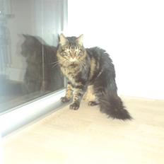 Maine Coon *SOLGT* Baily   25.10.