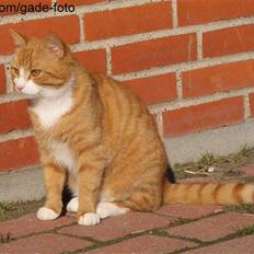 Huskat Rødtjørn´s Pjok <<3