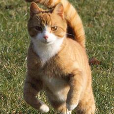 Huskat Rødtjørn´s Pjok <<3