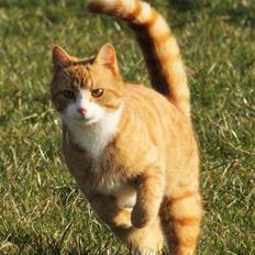 Huskat Rødtjørn´s Pjok <<3