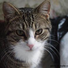 Huskat Rødtjørn´s Bertram <<3