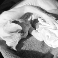 Sphynx SummerLovin´