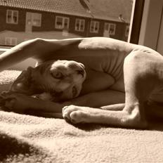 Sphynx SummerLovin´