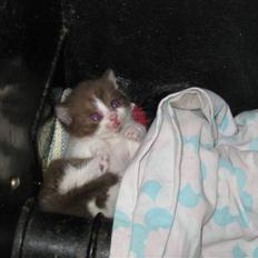 British Shorthair Krovikat Lille Brun
