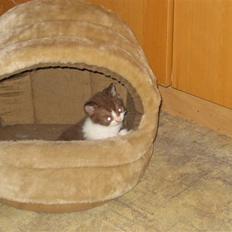 British Shorthair Krovikat Lille Brun
