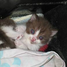 British Shorthair Krovikat Lille Brun