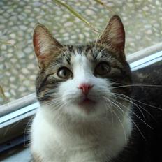 Blanding af racer Benjamin 