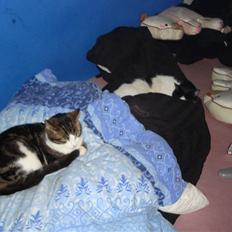 Blanding af racer Benjamin 